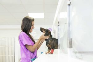 Top Animal Care Careers to Pursue