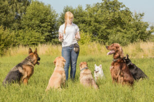 How to become a dog trainer