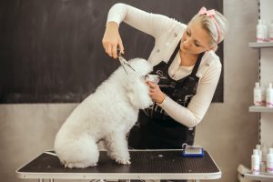 How to Become a Professional Dog Groomer